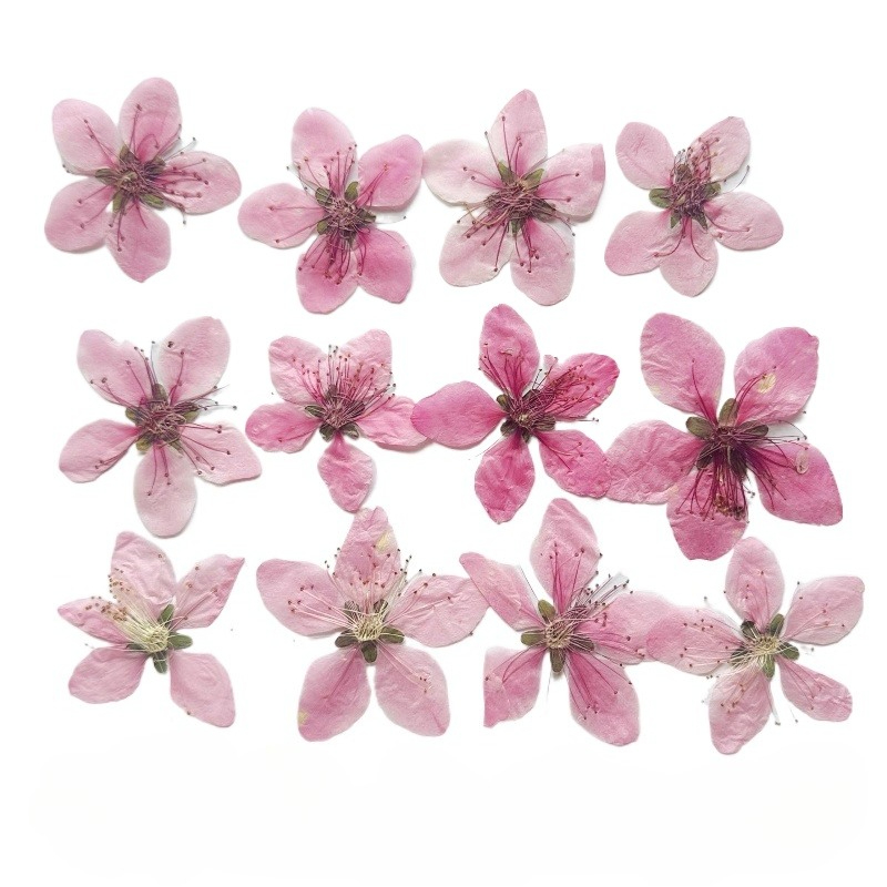 12 peças, Flor de Pêssego Natu - Case Fan avaliação e preço