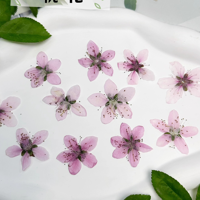12 peças, Flor de Pêssego Natu - Case Fan avaliação e preço