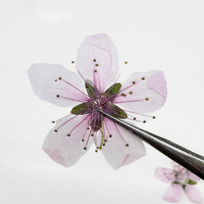 12 peças, Flor de Pêssego Natu - Case Fan avaliação e preço